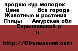 продаю кур молодок. › Цена ­ 320 - Все города Животные и растения » Птицы   . Амурская обл.,Серышевский р-н